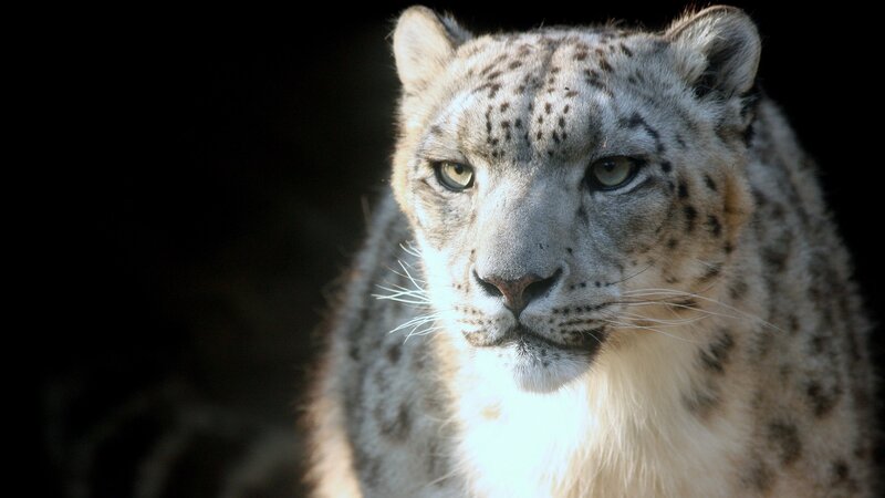 Snow leopard in the dark
