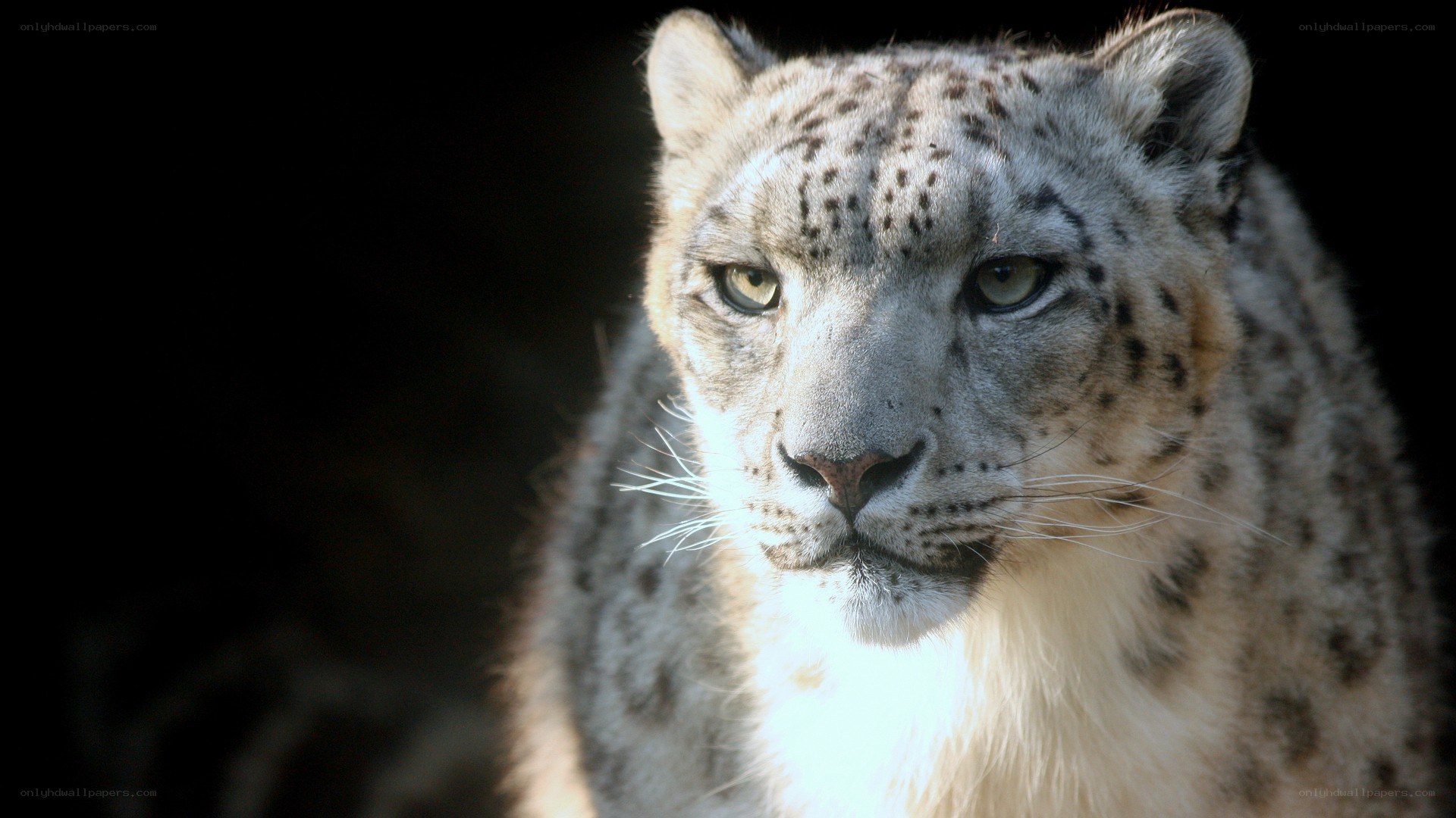 Snow leopard in the dark