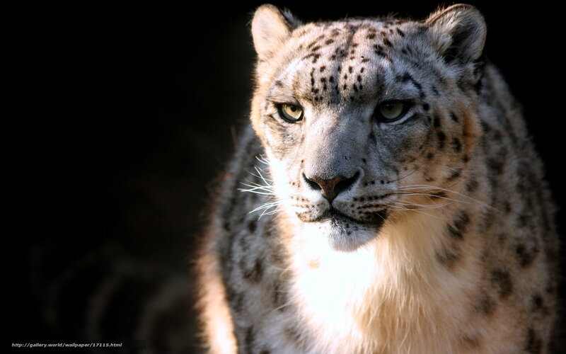 Snow leopard in the dark