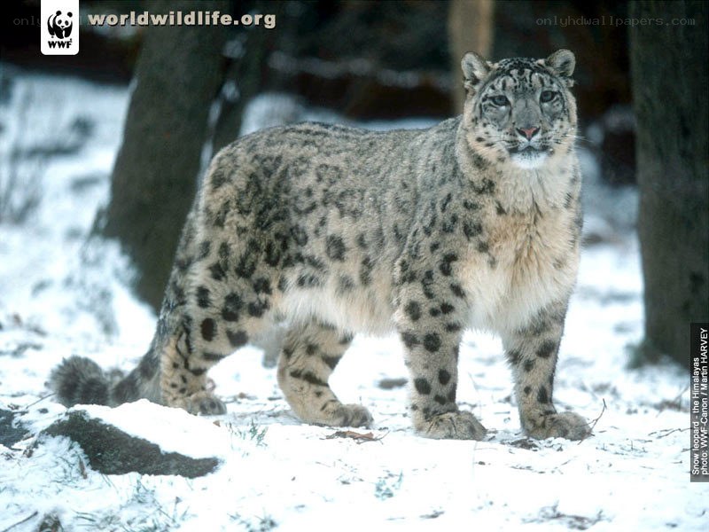 Snow leopard in the Himalayas