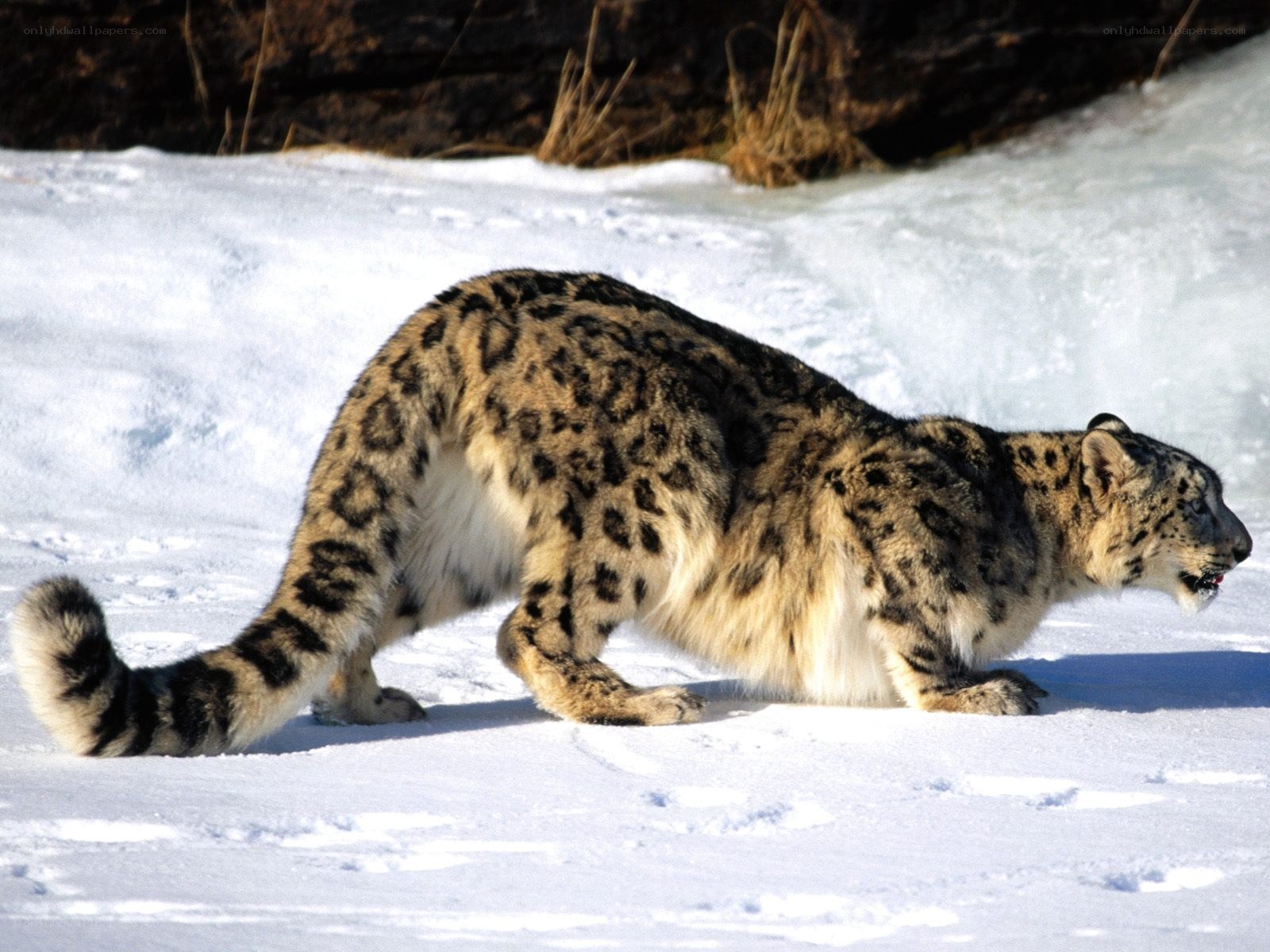 Snow leopard in the snow