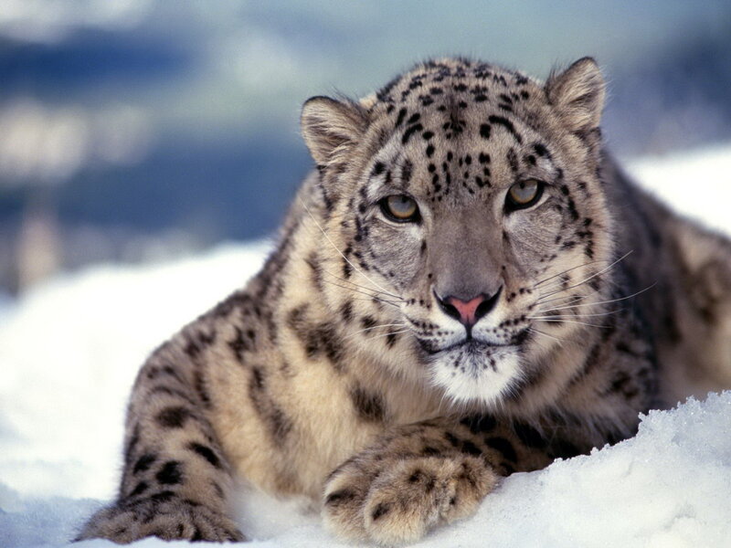 Snow leopard in the snow