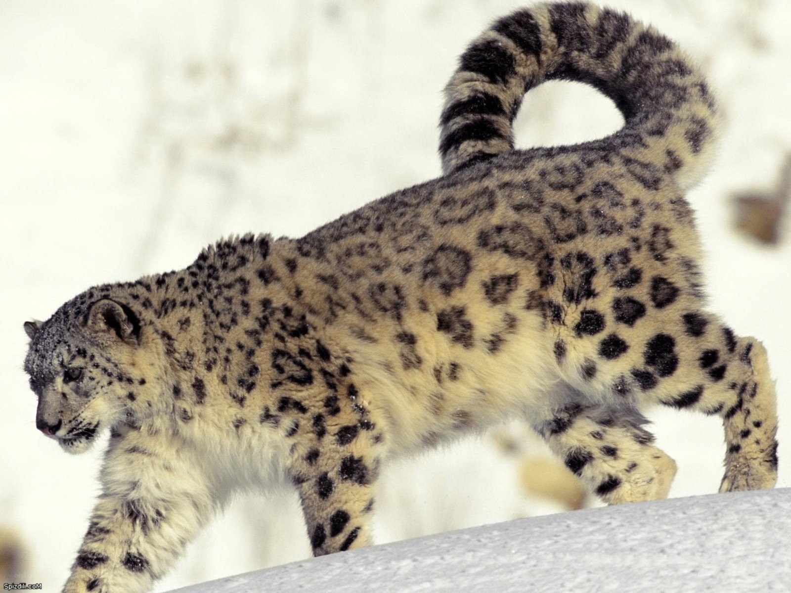 Snow leopard in the snow
