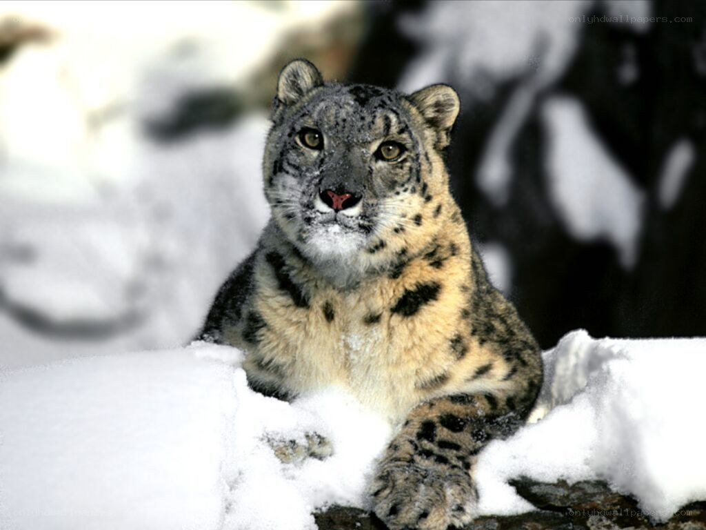 Snow leopard in the snow