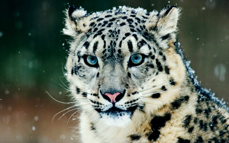 Snow leopard in the snow