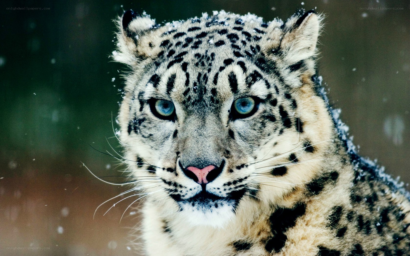 Snow leopard in the snow