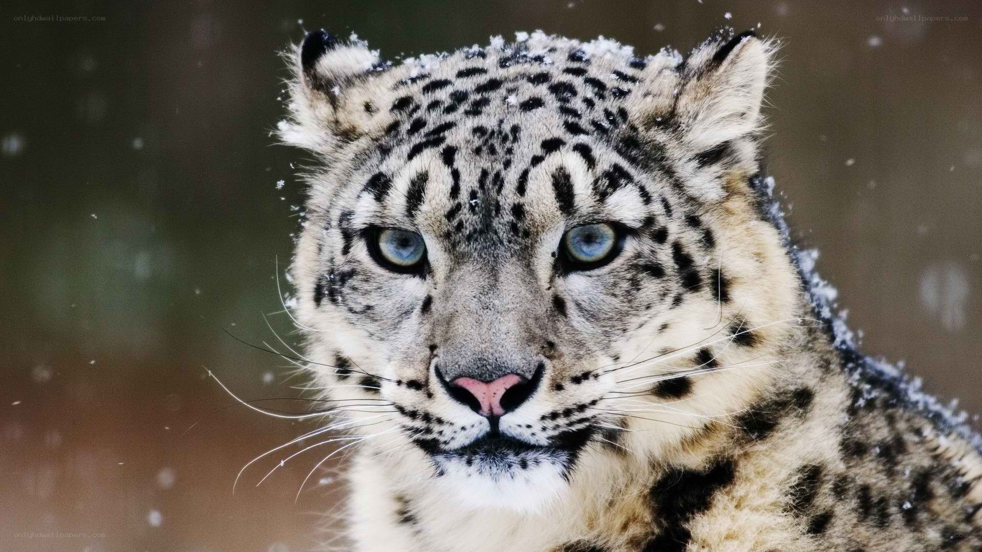 Snow leopard in the snow