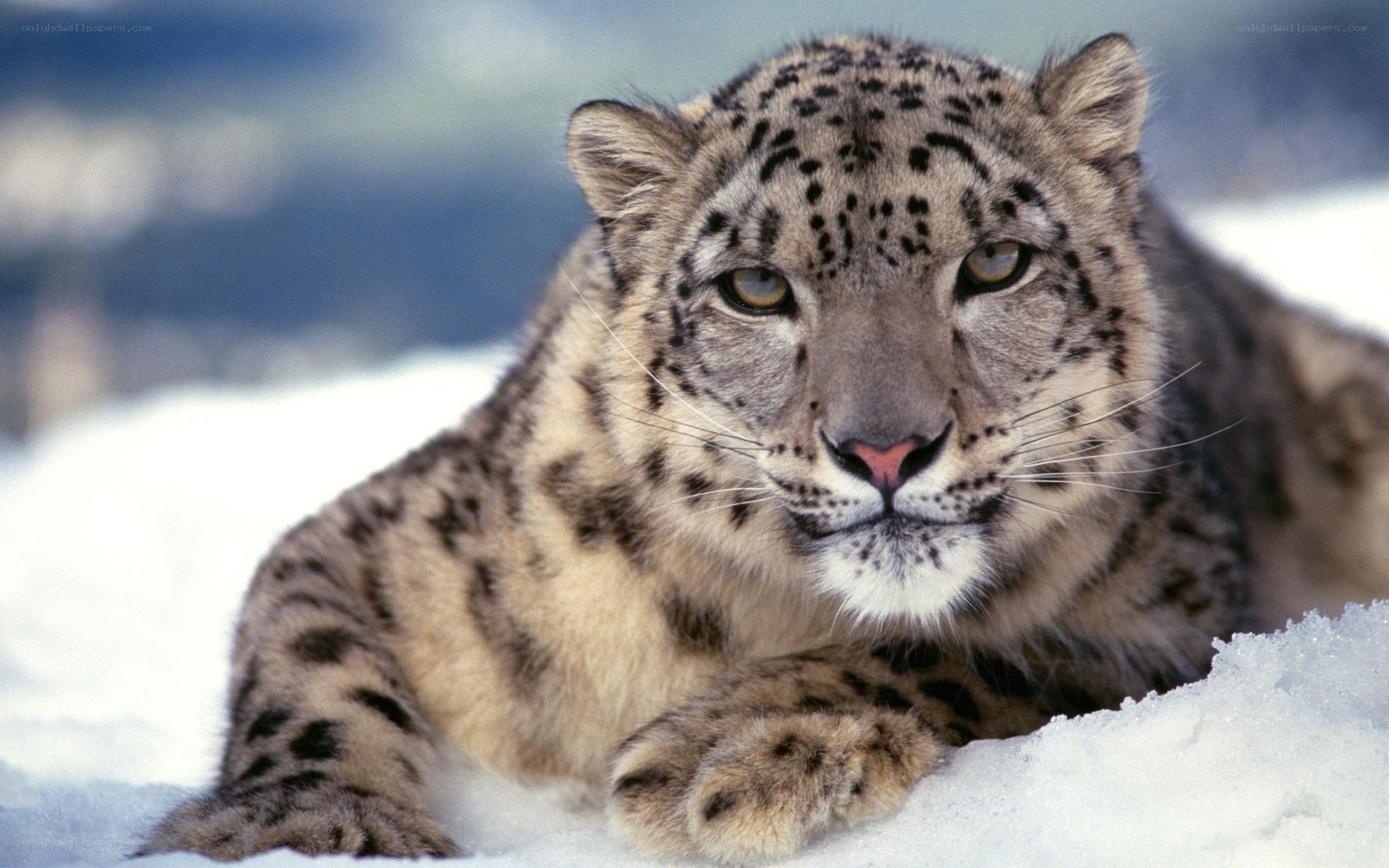 Snow leopard in the snow