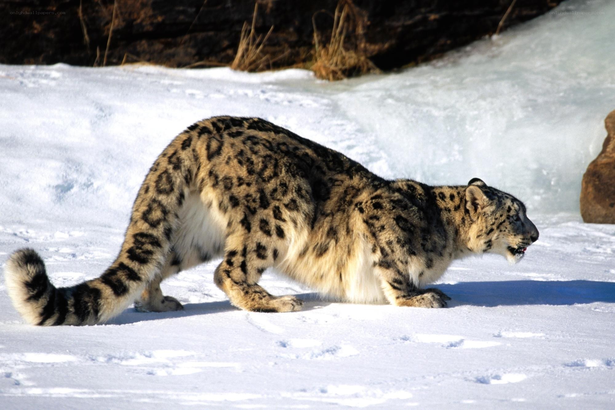 Snow leopard in the snow