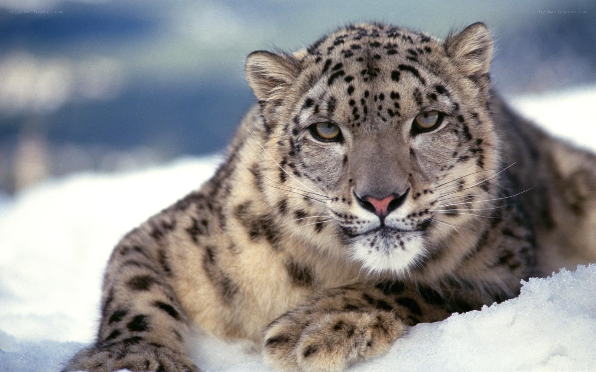 Snow leopard in the snow
