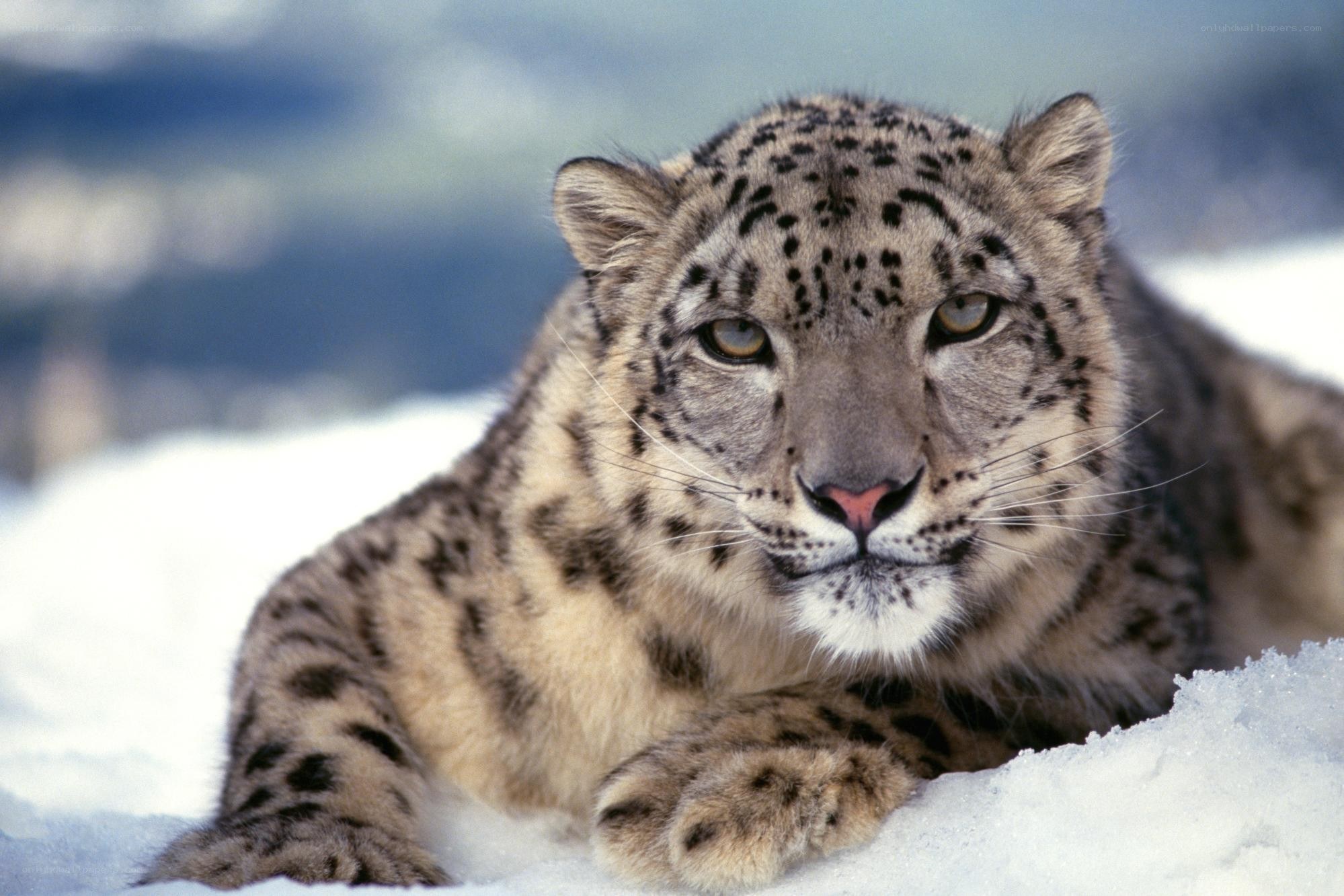 Snow leopard in the snow