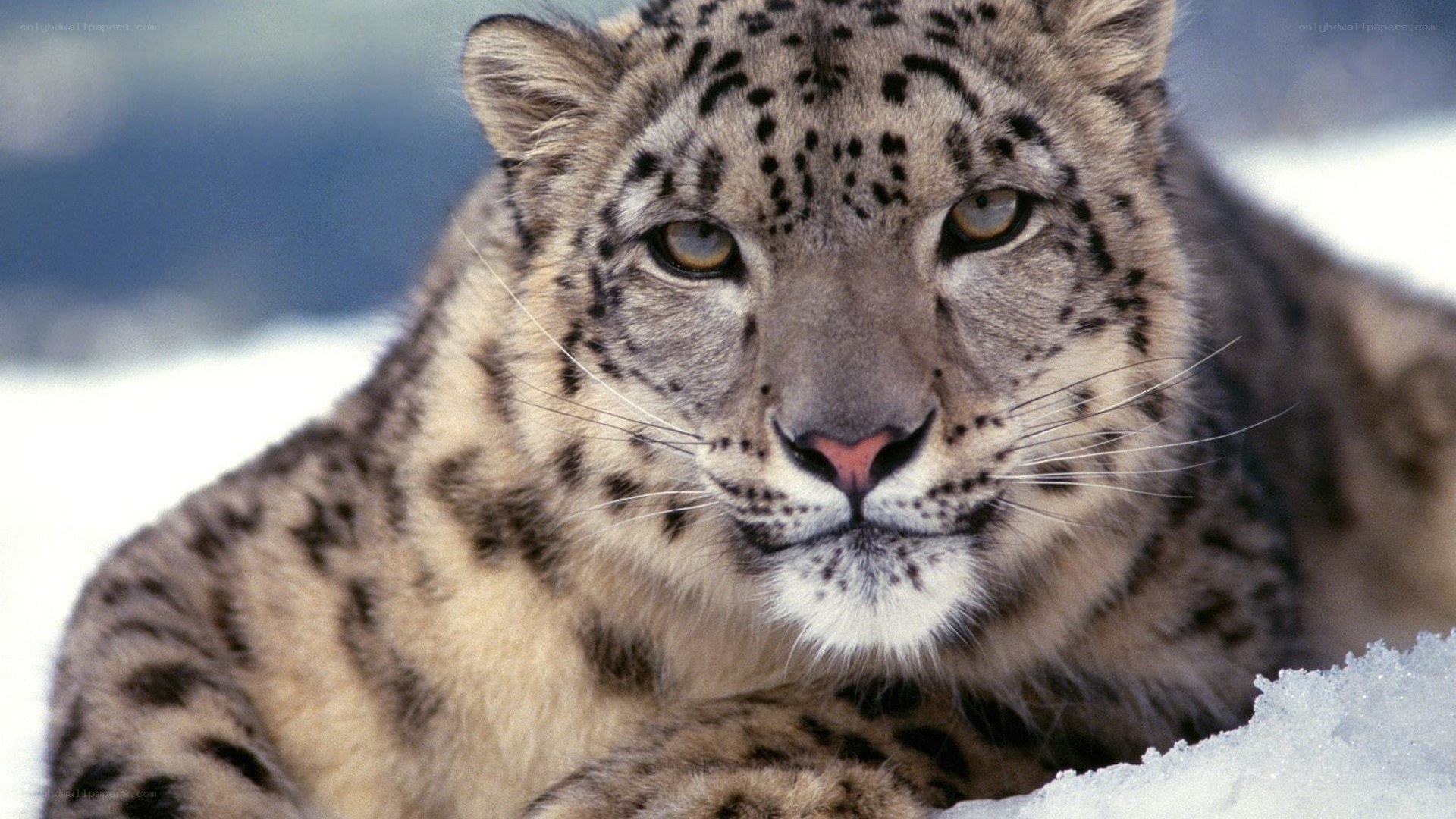Snow leopard in the snow