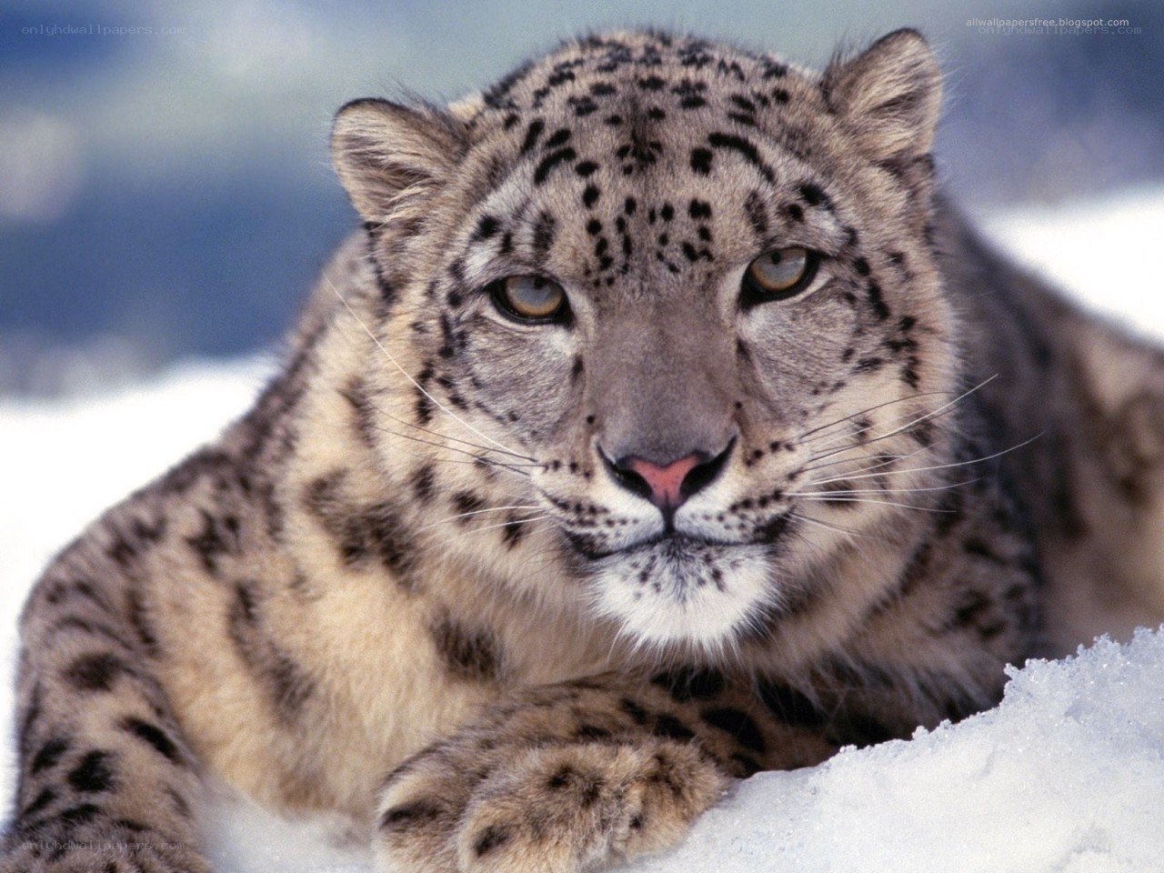 Snow leopard in the snow