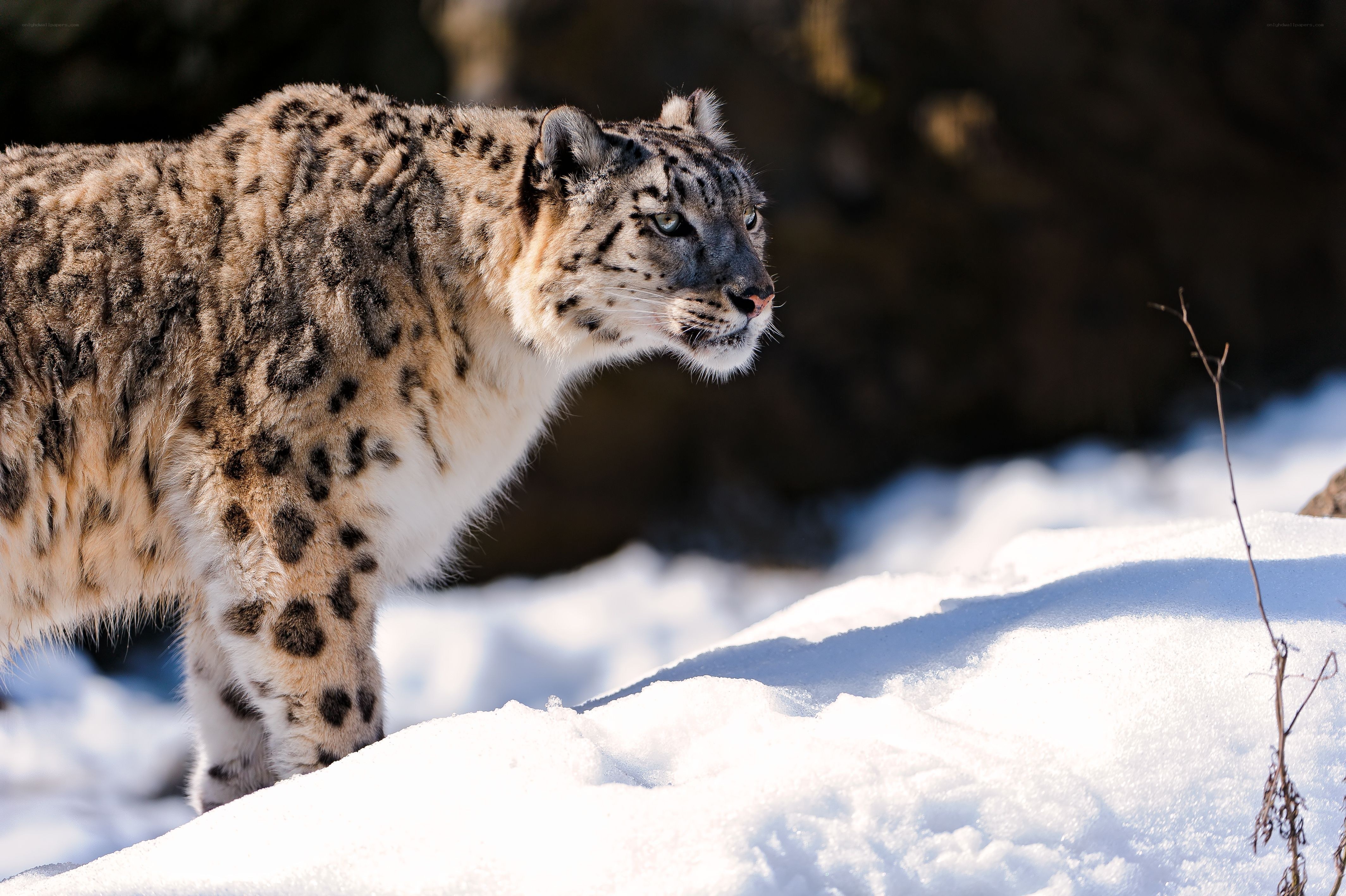 Snow leopard in the snow