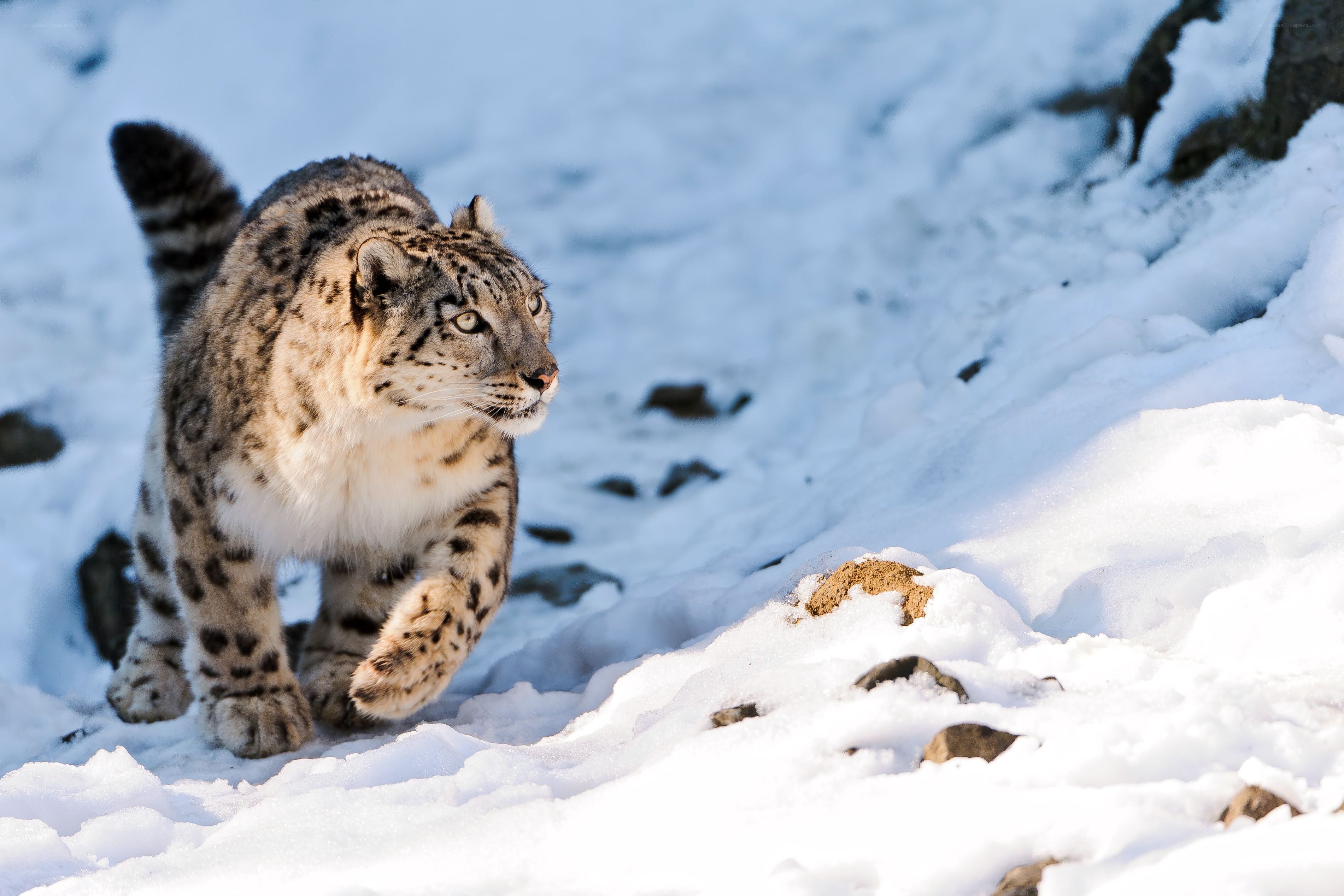 Snow leopard in the snow
