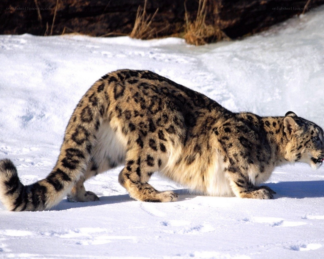Snow leopard in the snow