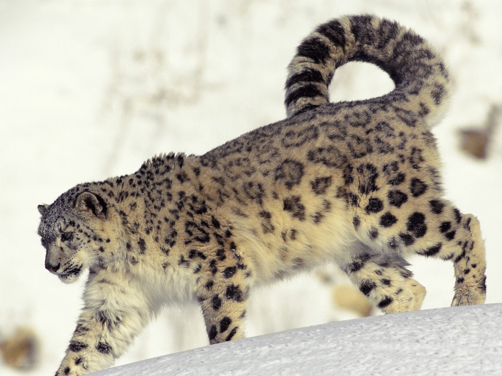 Snow leopard in the snow