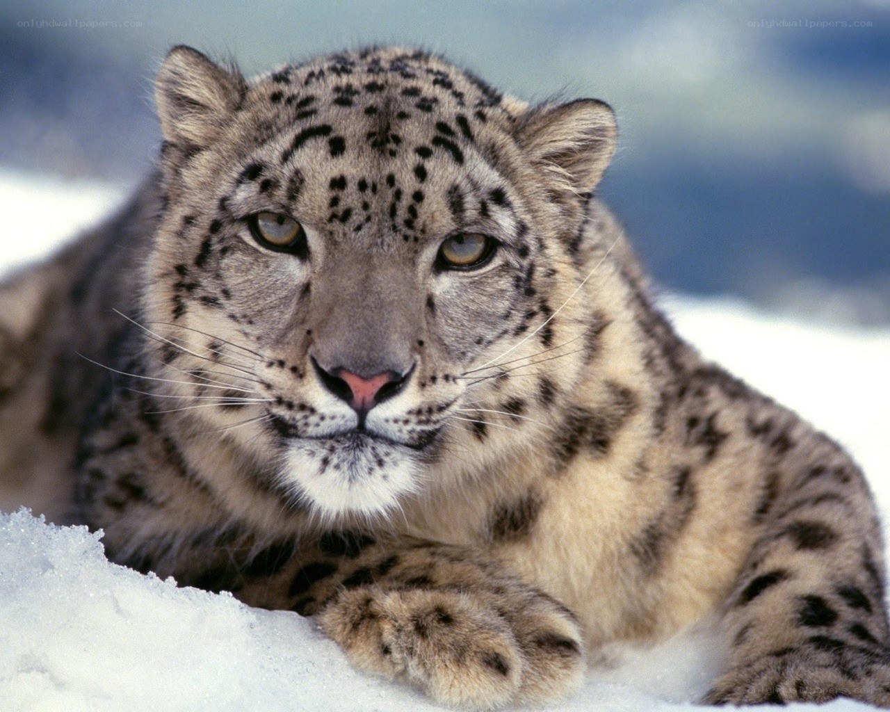 Snow leopard in the snow