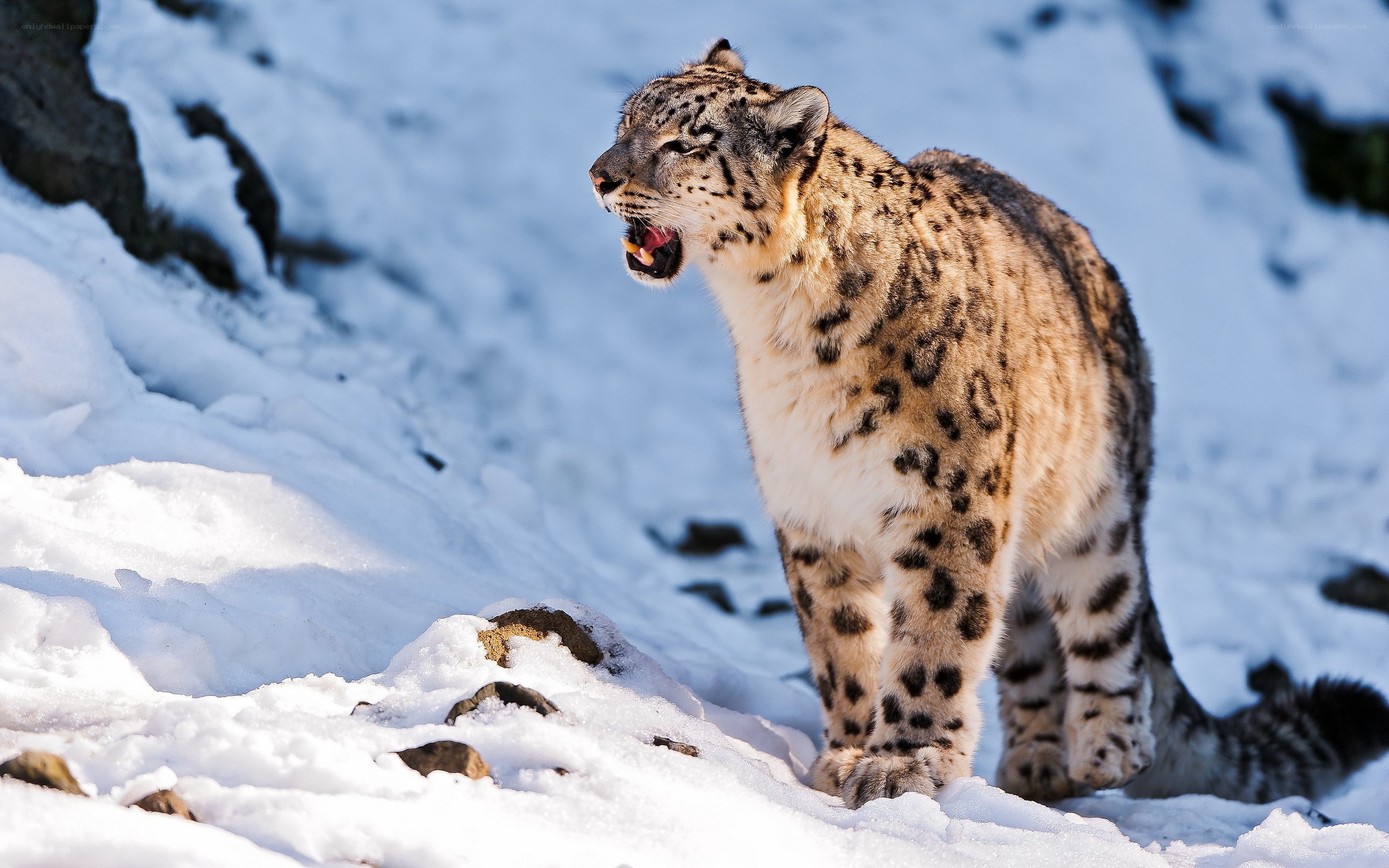 Snow leopard in the snow