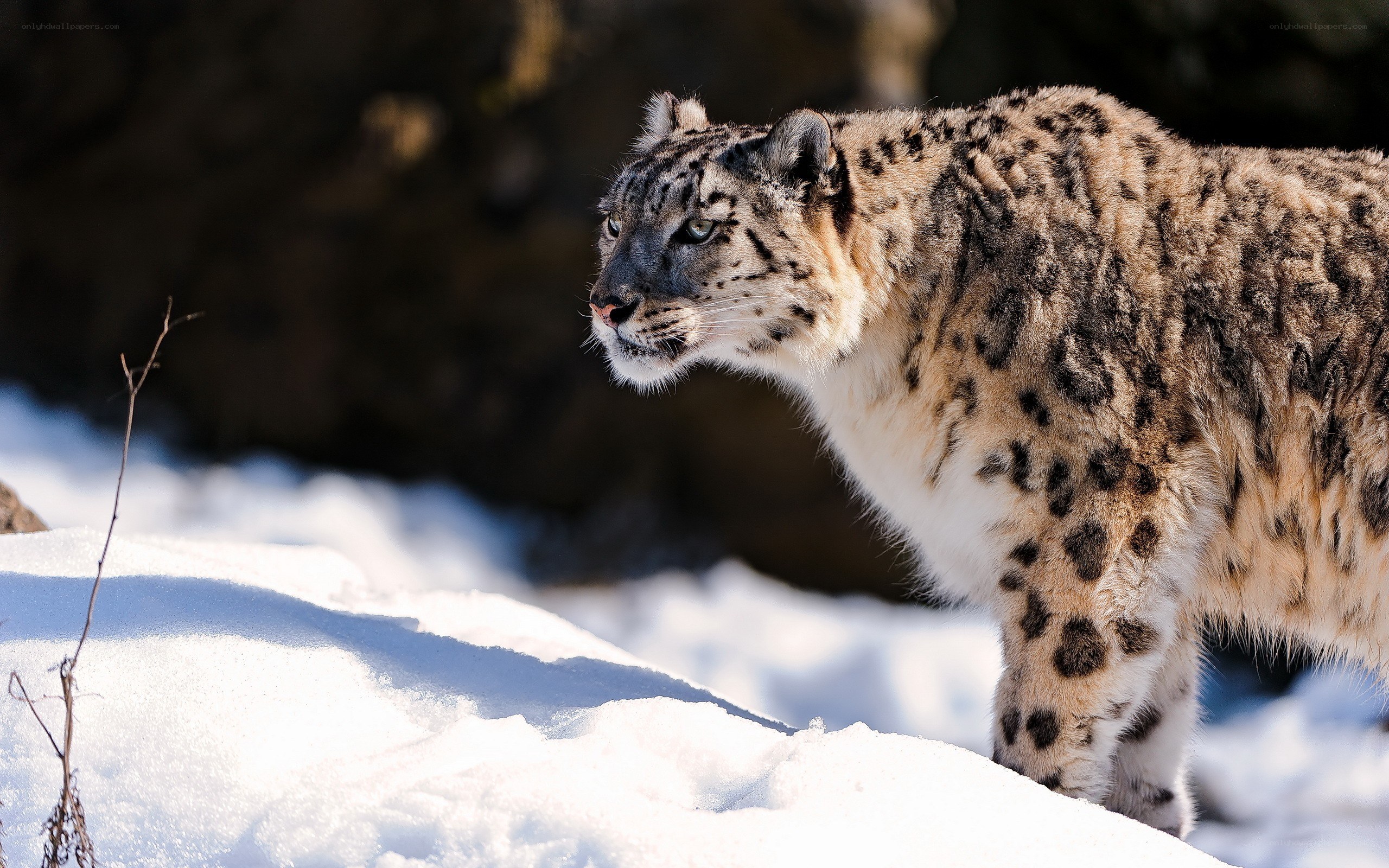 Snow leopard in the snow
