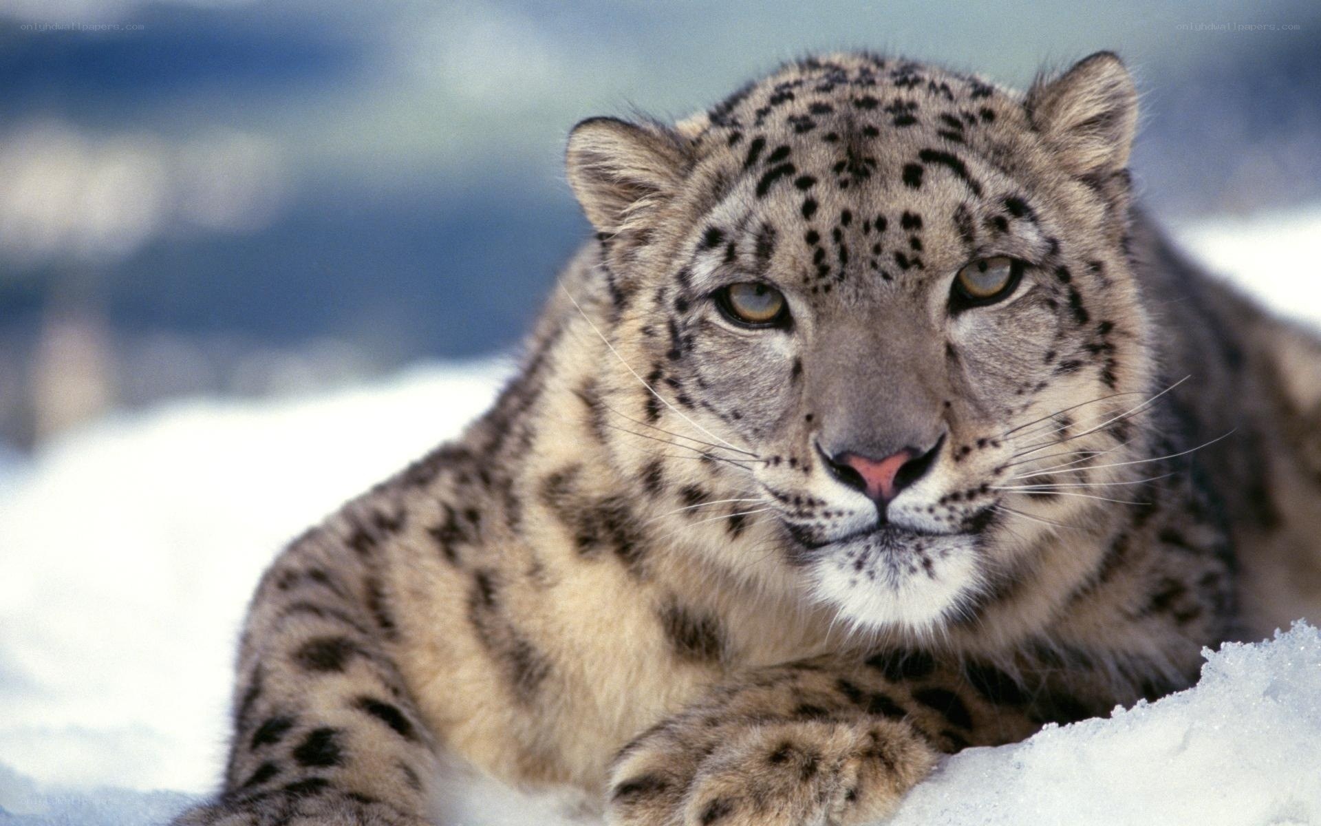 Snow leopard in the snow