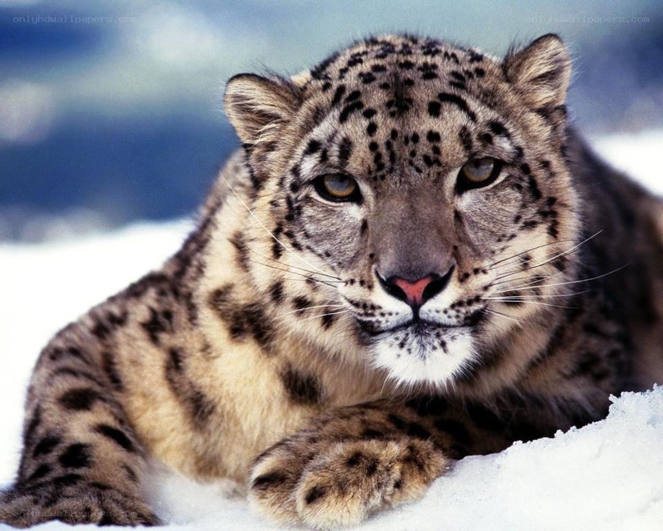 Snow leopard in the snow