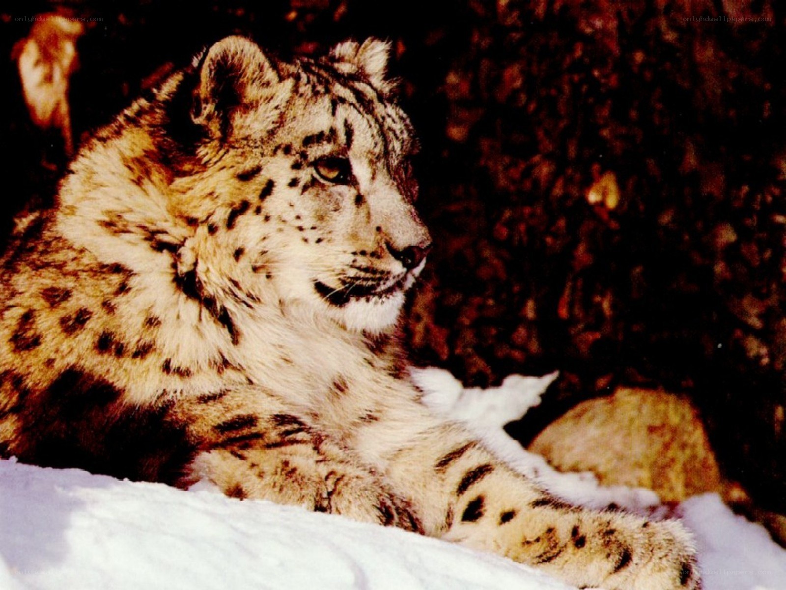 snow leopard in the snow