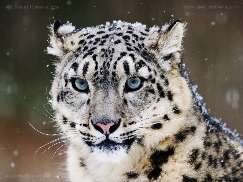 Snow leopard in the snow