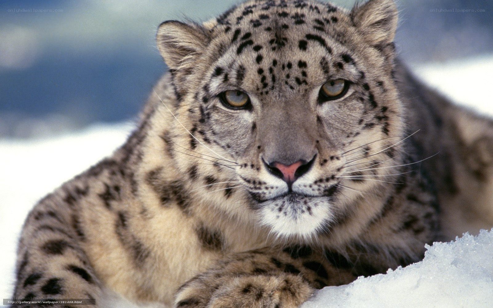 Snow leopard in the snow