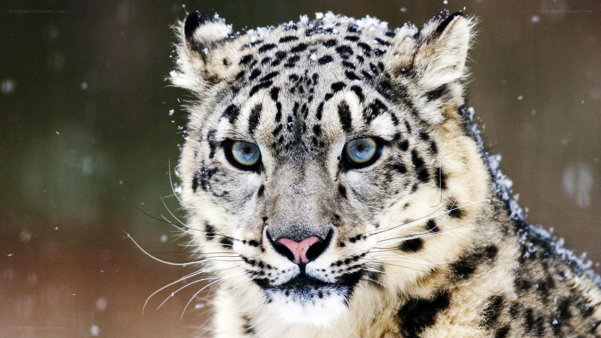 Snow leopard in the snow