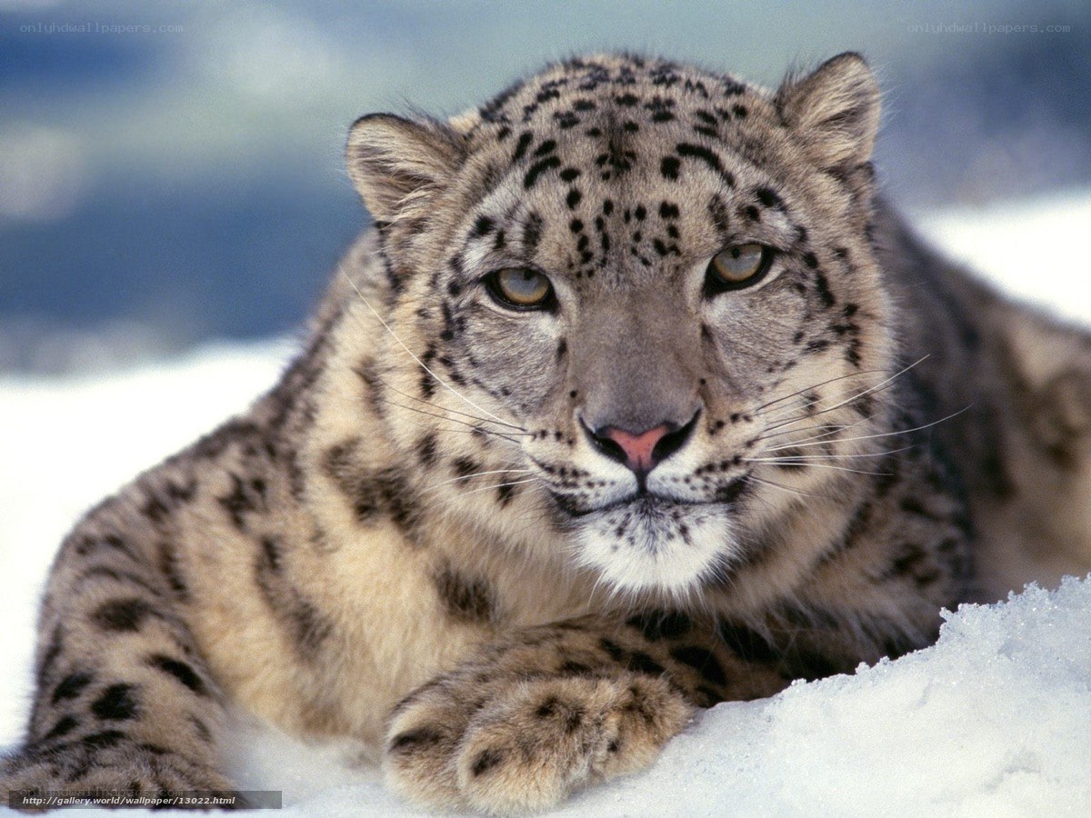 Snow leopard in the snow