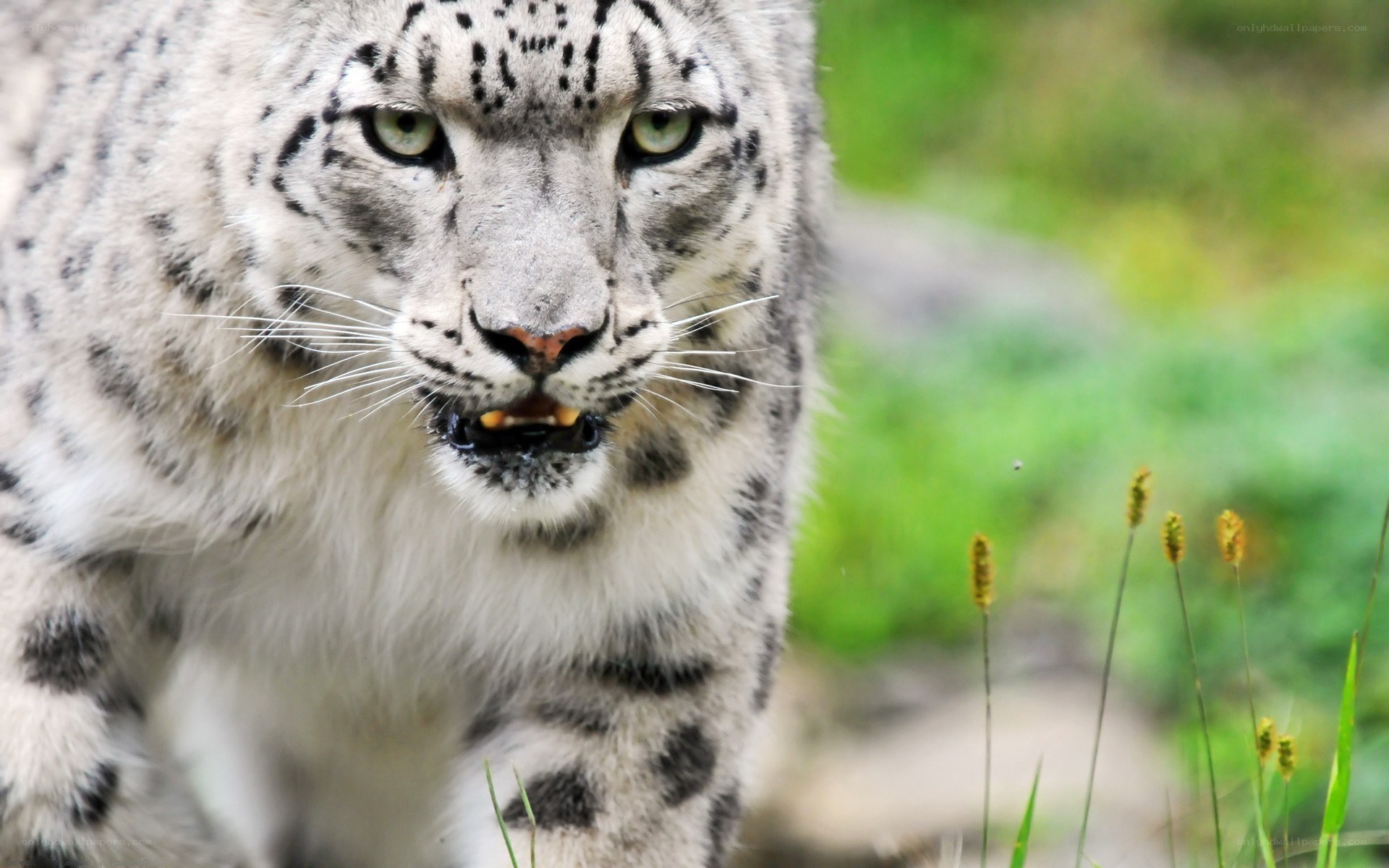 snow leopard in the wild