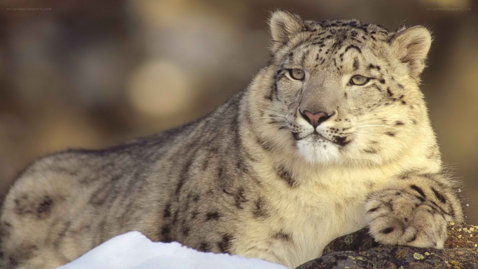 Snow leopard in the wild