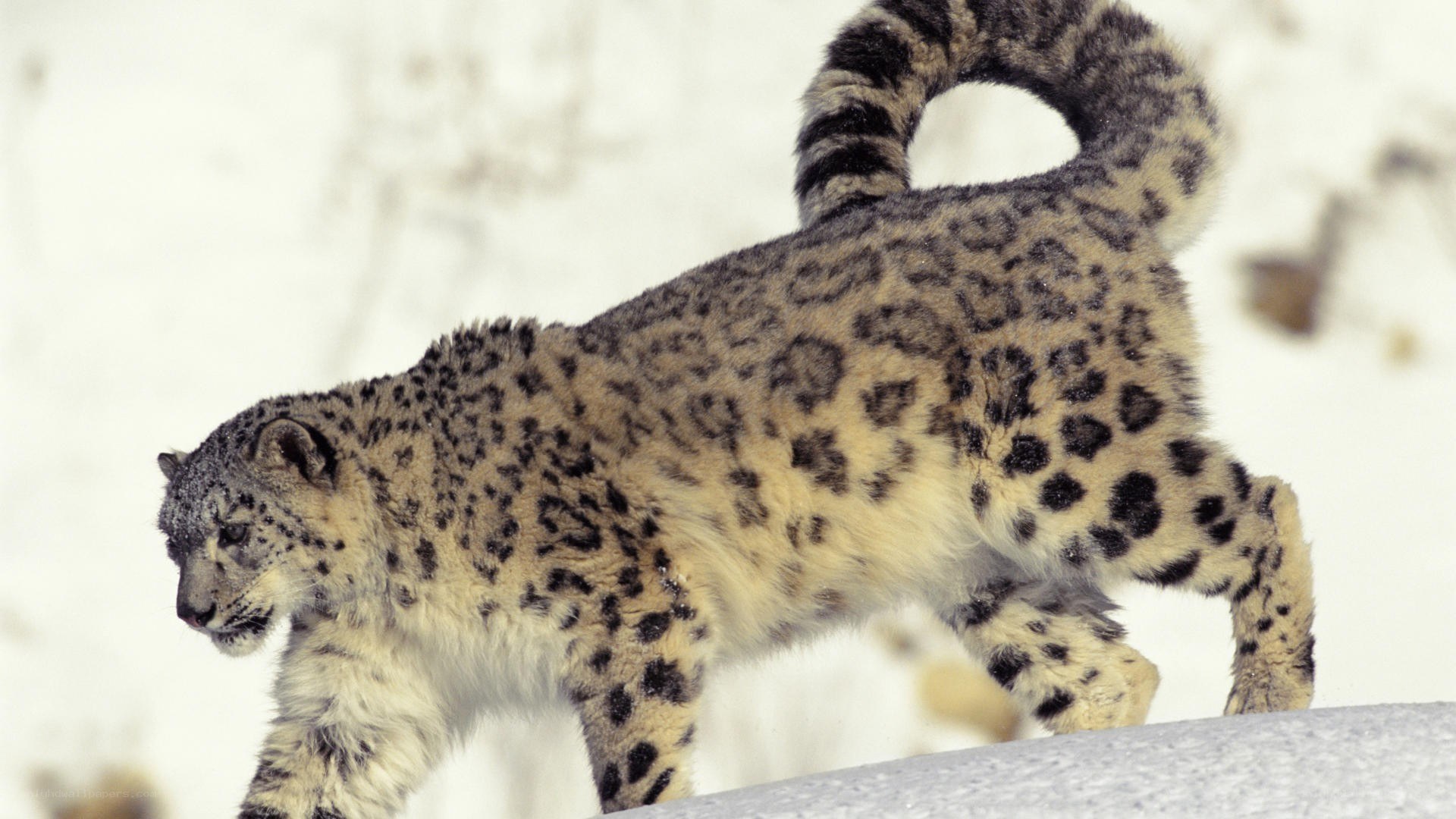 snow leopard in the wild