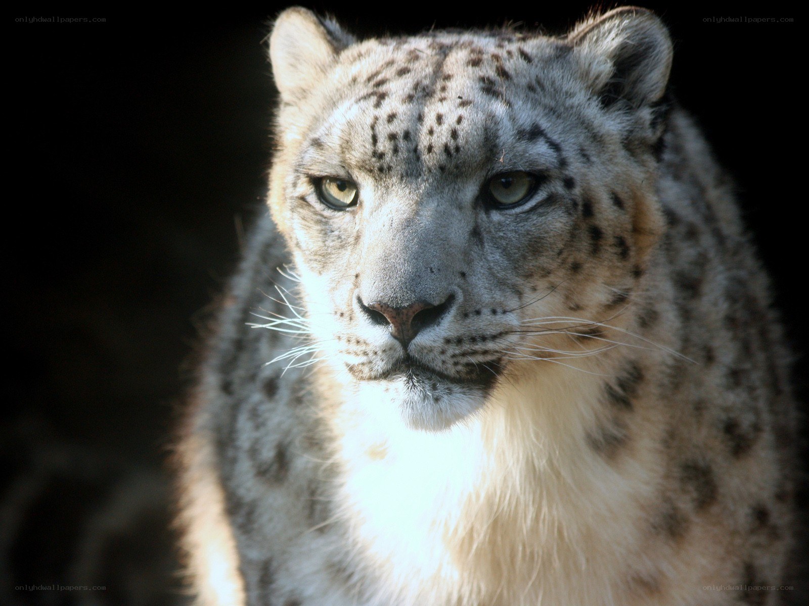 Snow leopard in the wild