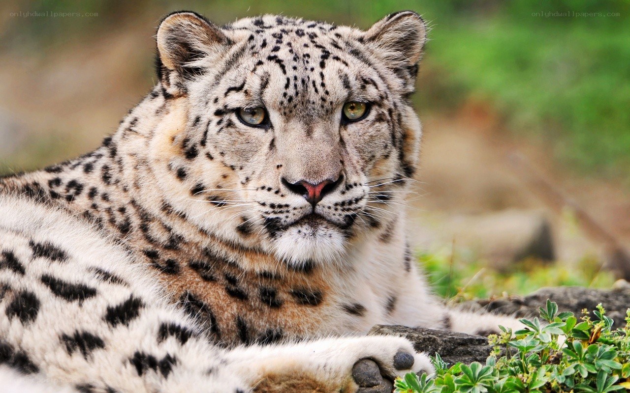 Snow leopard in the wild