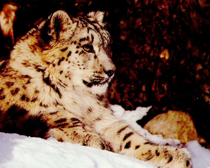 snow leopard in the wild