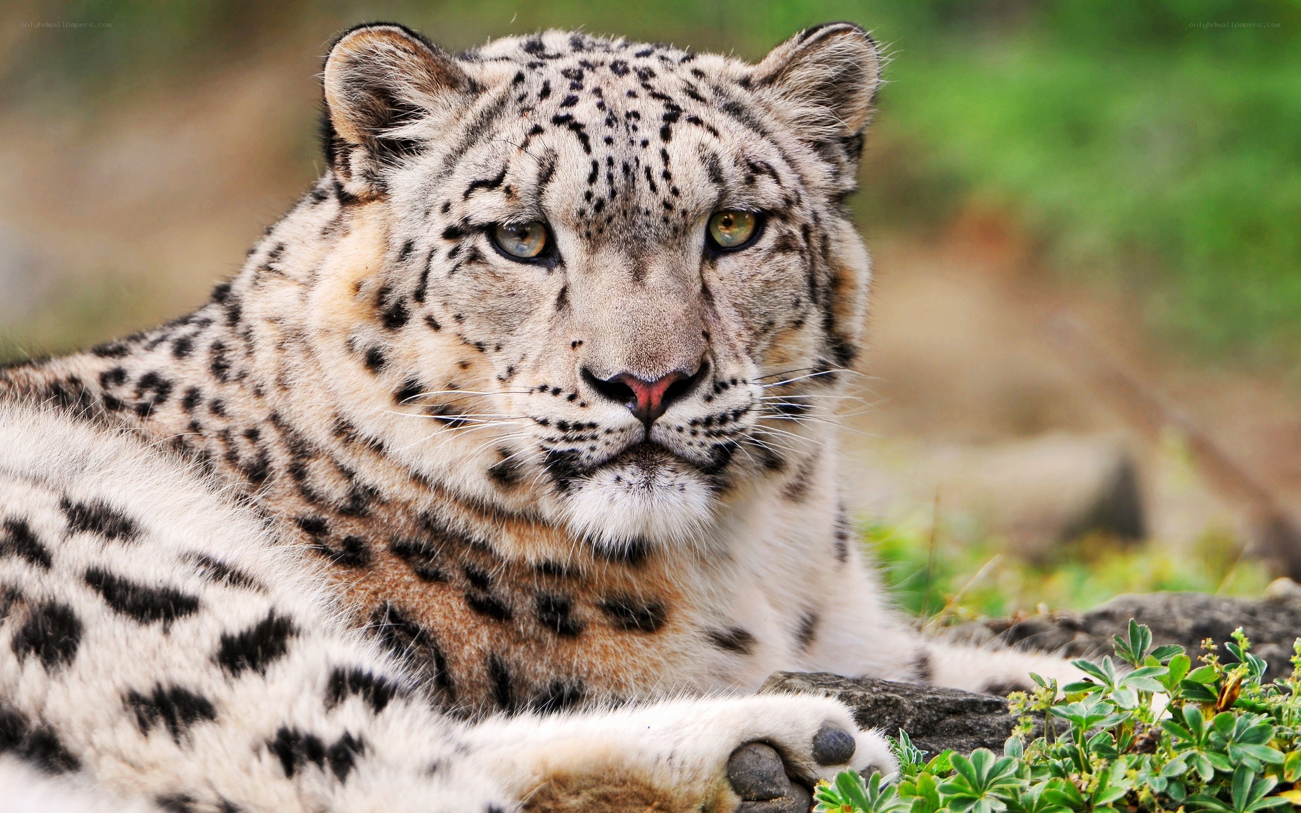 Snow leopard in the wild