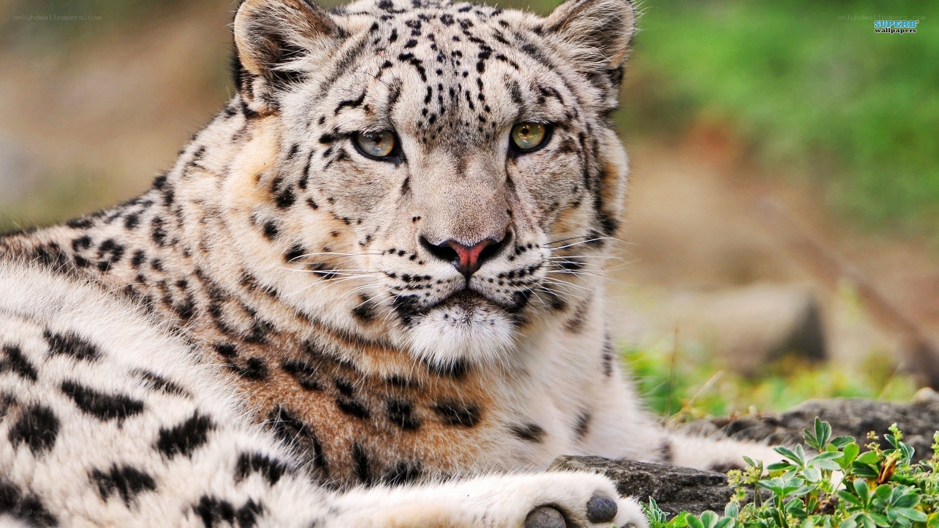 snow leopard in the wild