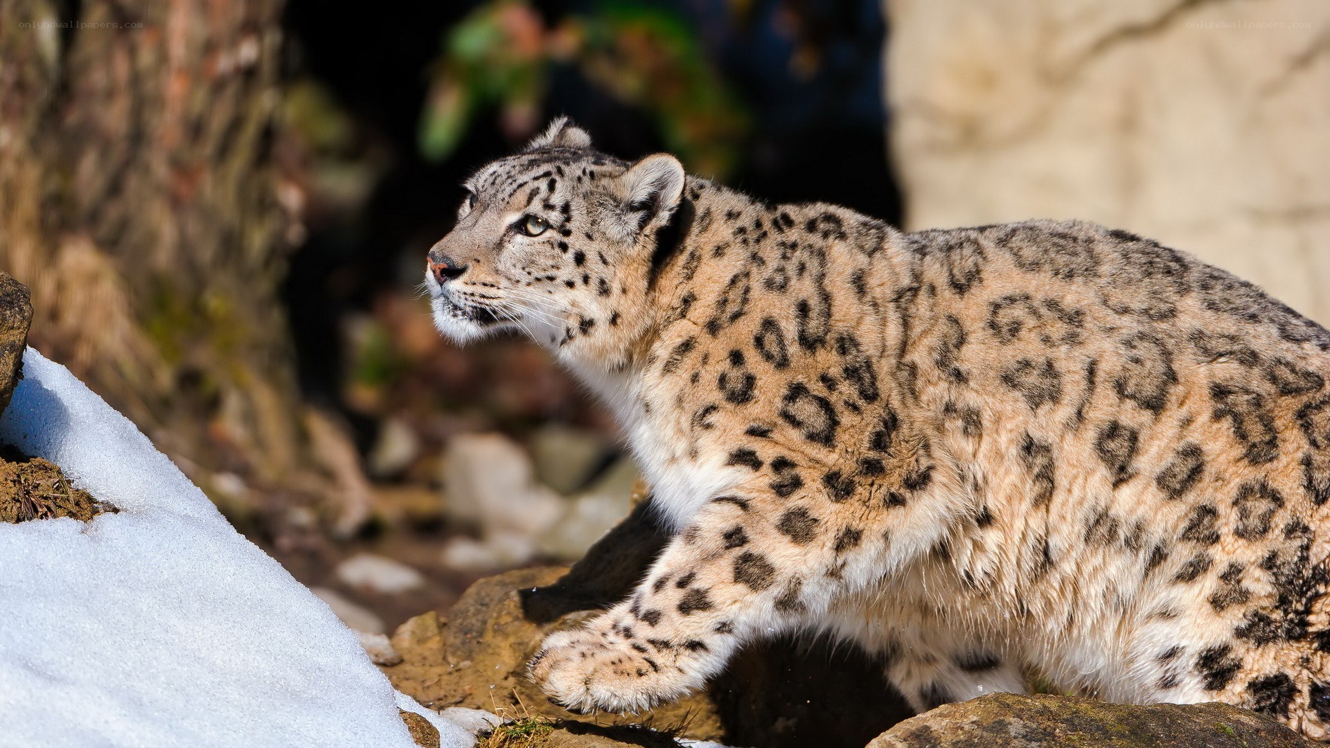 Snow leopard in the wild