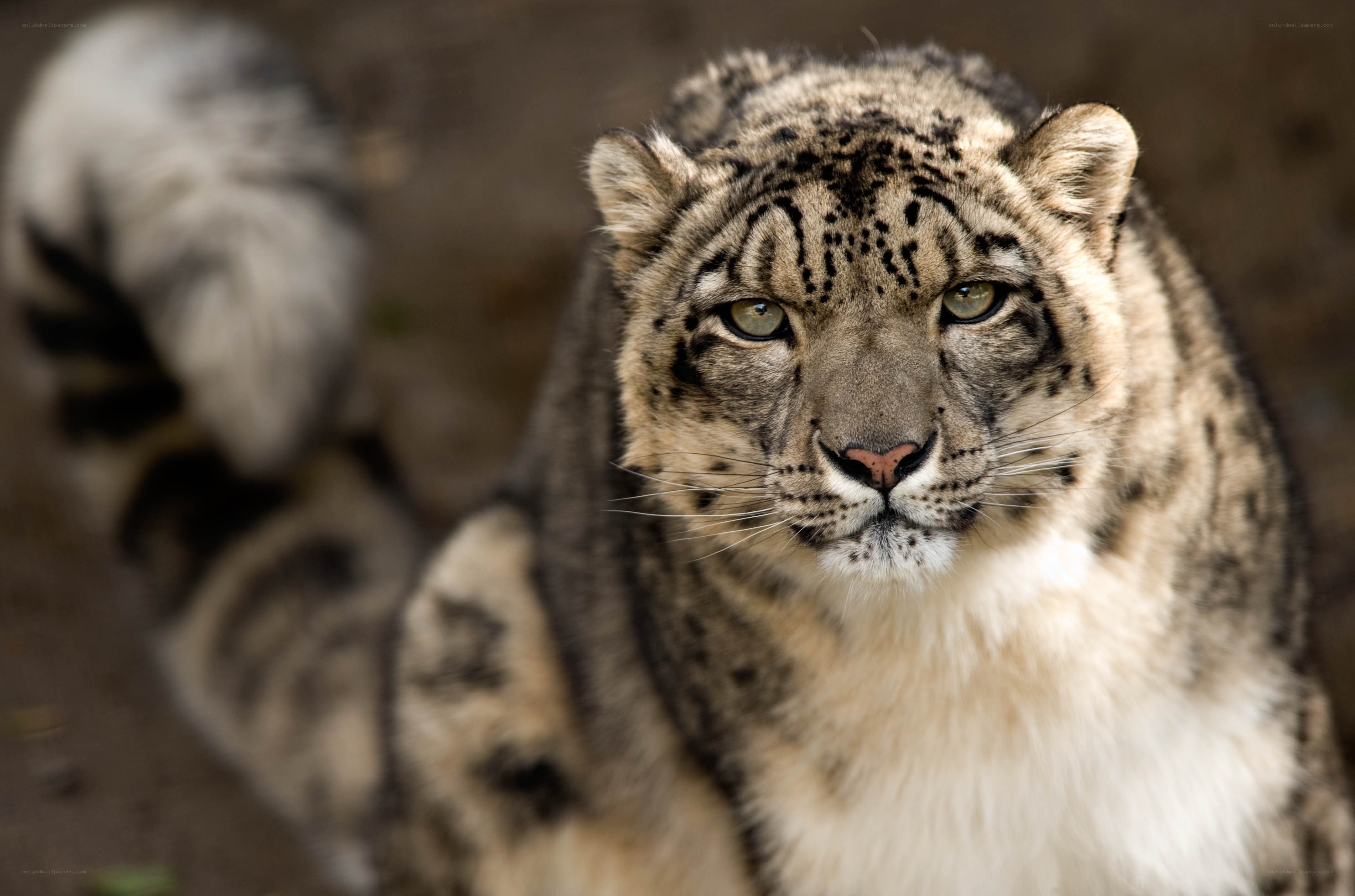 Snow leopard in the wild