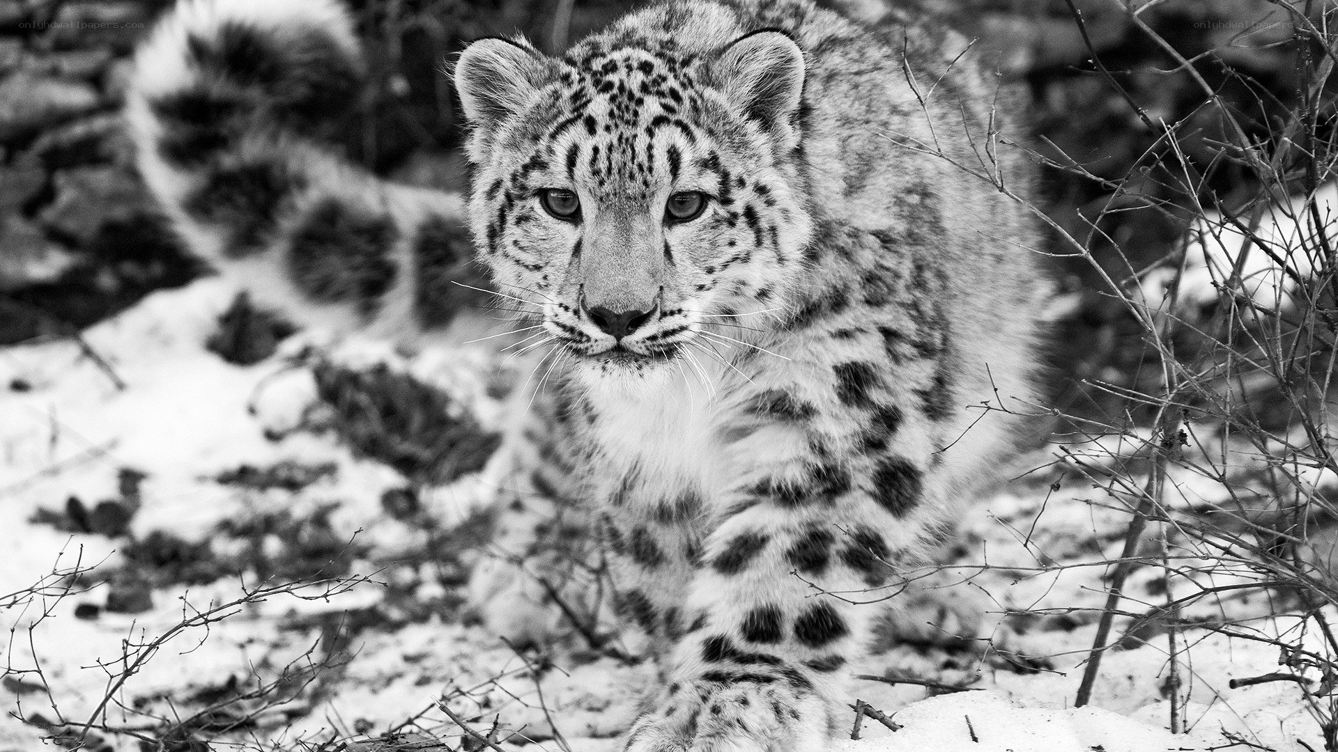 snow leopard in the wild