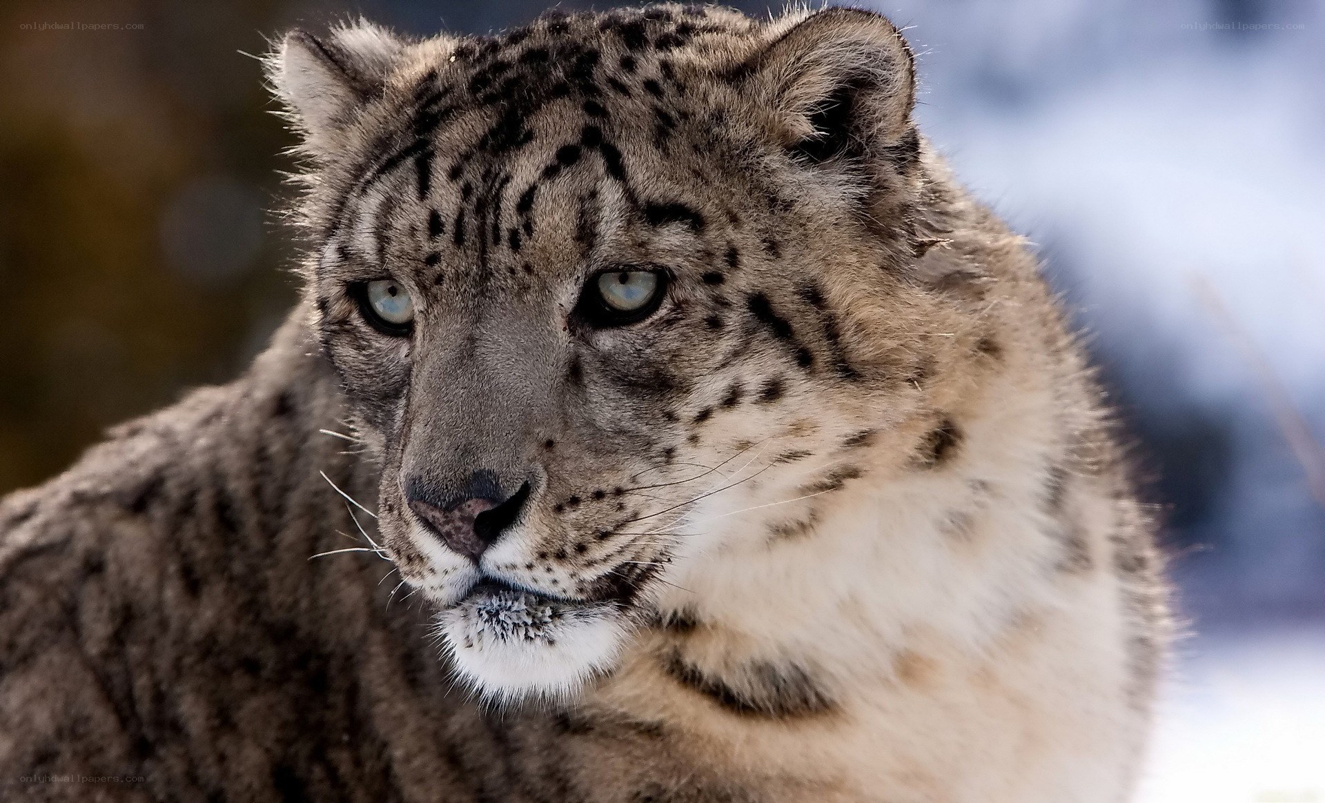 Snow leopard in the wild