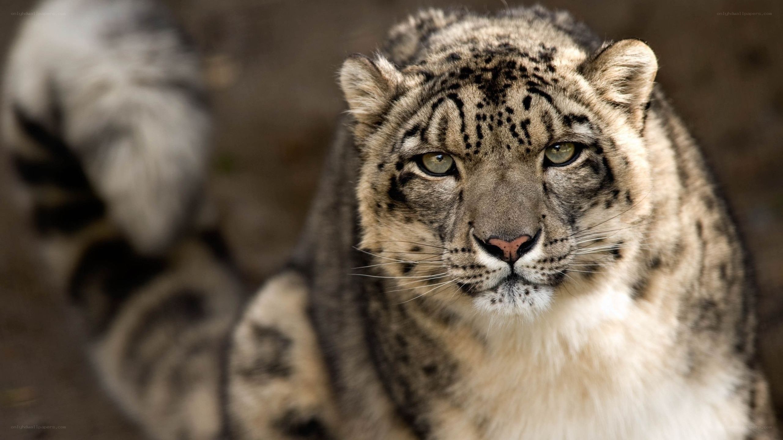 Snow leopard in the wild