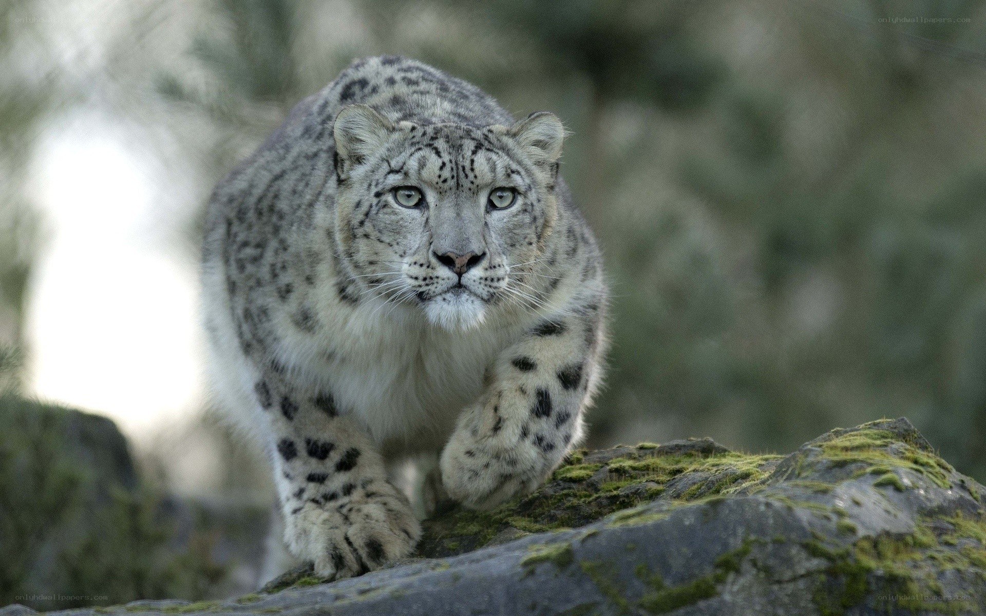 Snow leopard in the wild