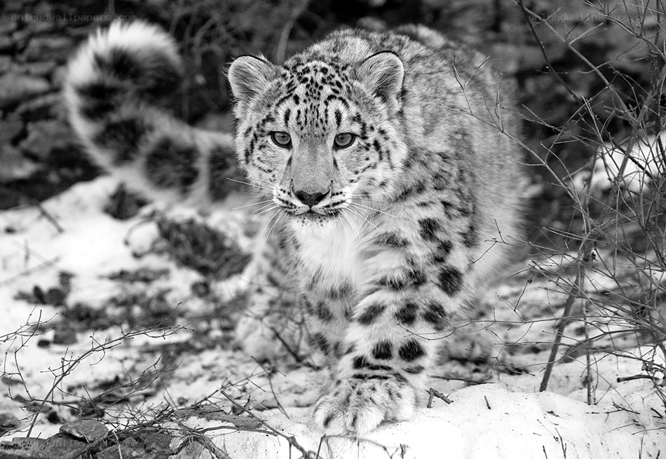 Snow leopard in the wild