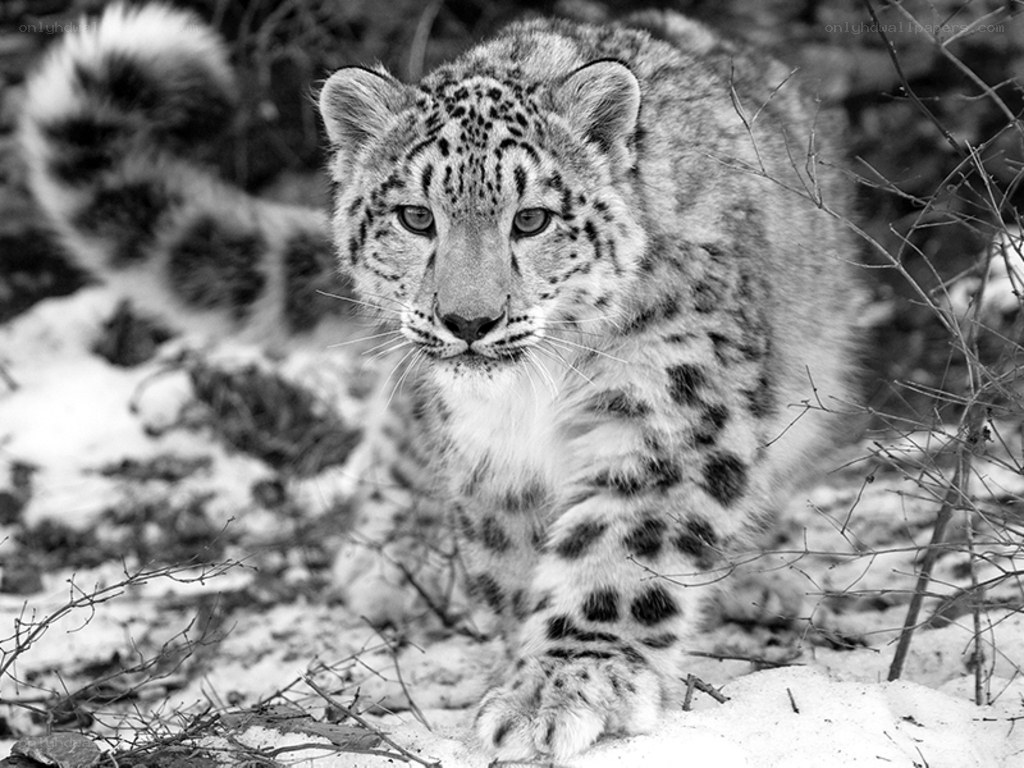 Snow leopard in the wild