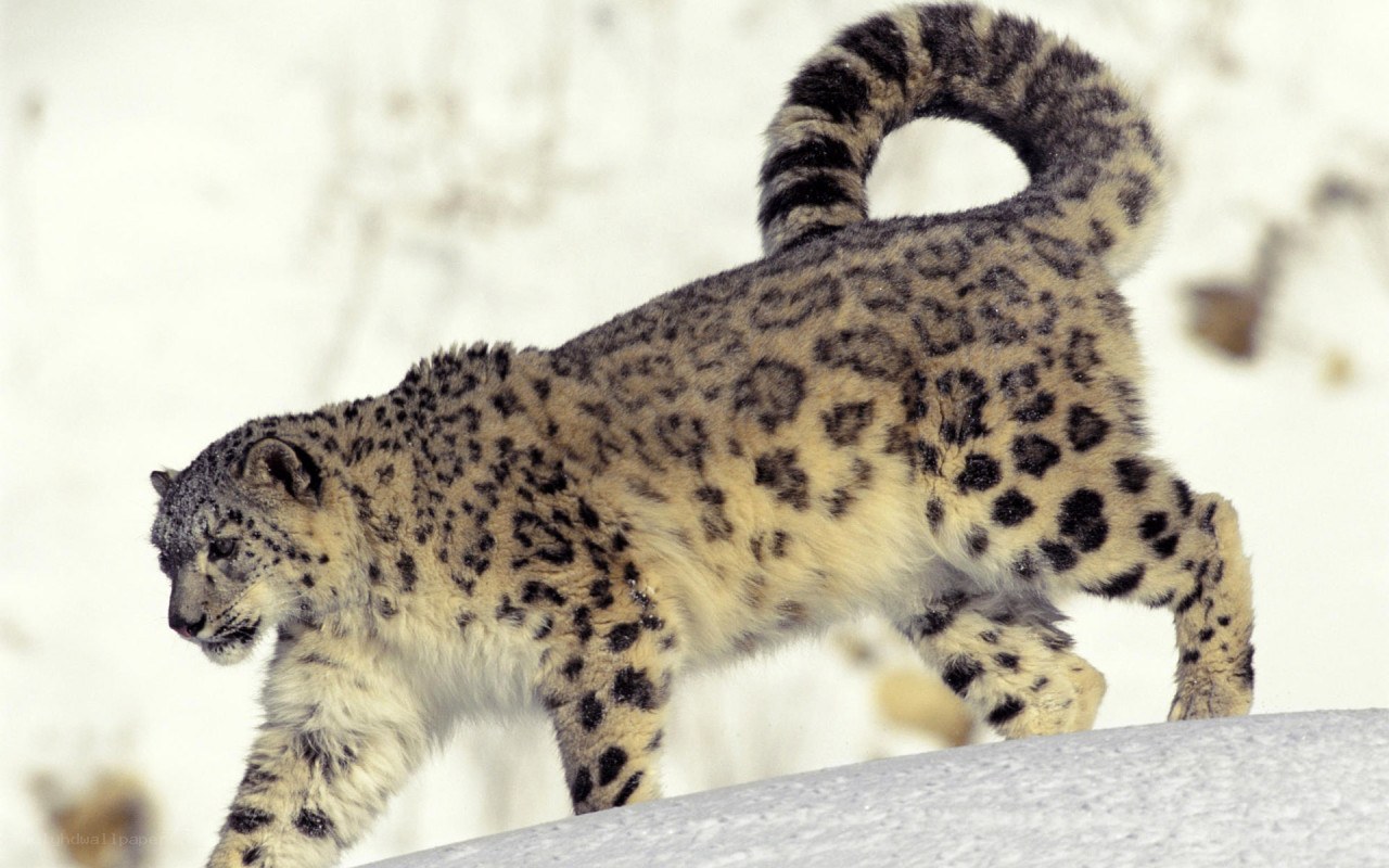 snow leopard in the wild