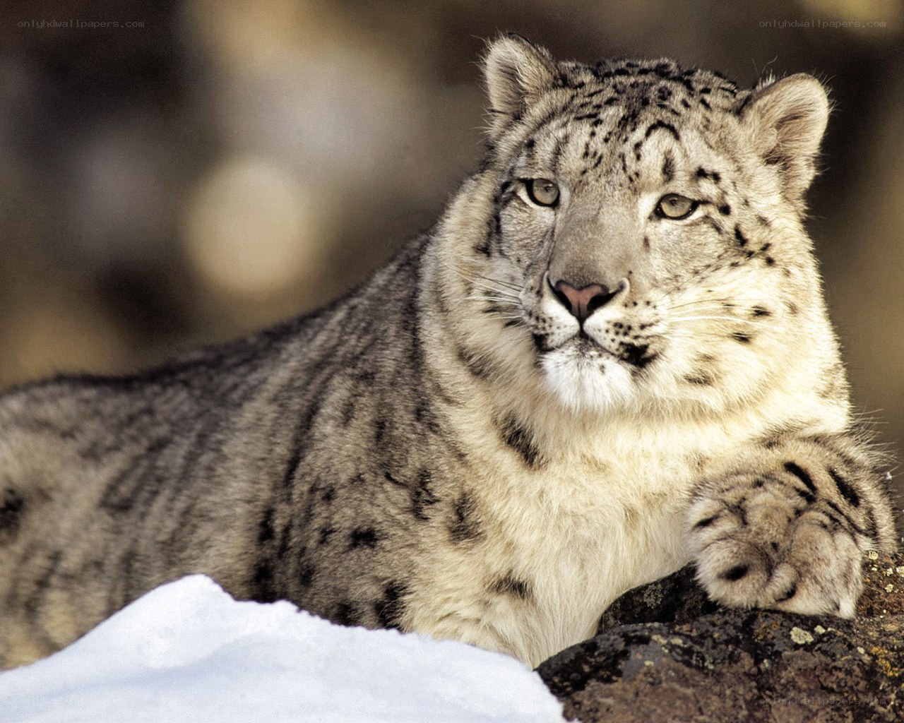 Snow leopard in the wild
