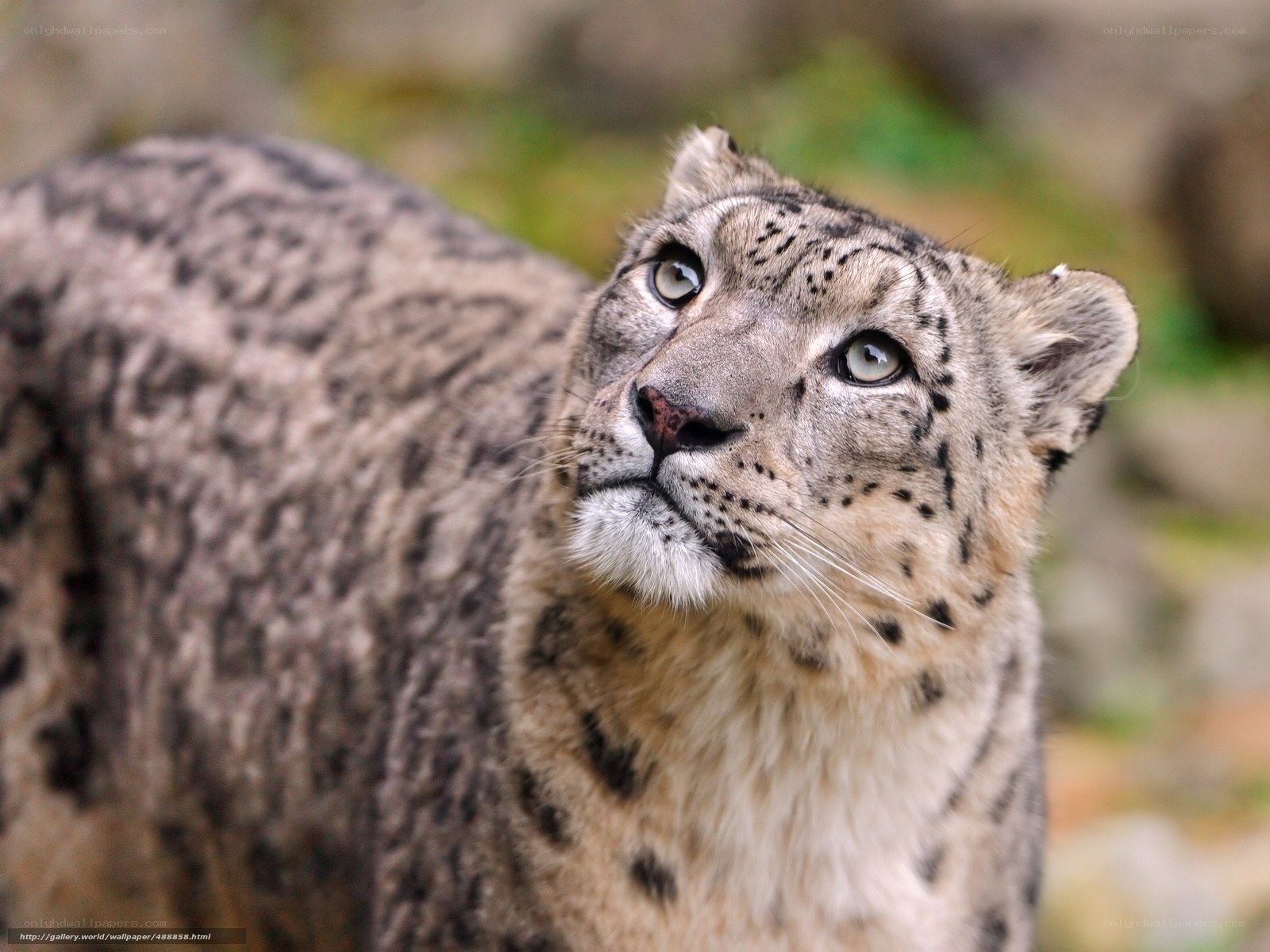 Snow leopard in the wild